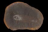 Fossil Worm (Astreptoscolex) Pos/Neg - Illinois #120715-1
